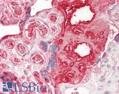 FBLN1 / Fibulin 1 Antibody (aa399-578)