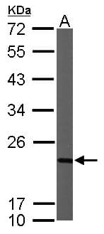 NDUFB9 Antibody (aa1-162)