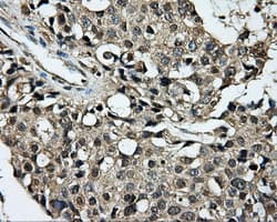 DCXR Antibody (clone OTI4H10, Carrier-free)