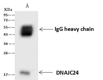 DNAJC24 Antibody