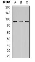 HSP90 Beta Antibody