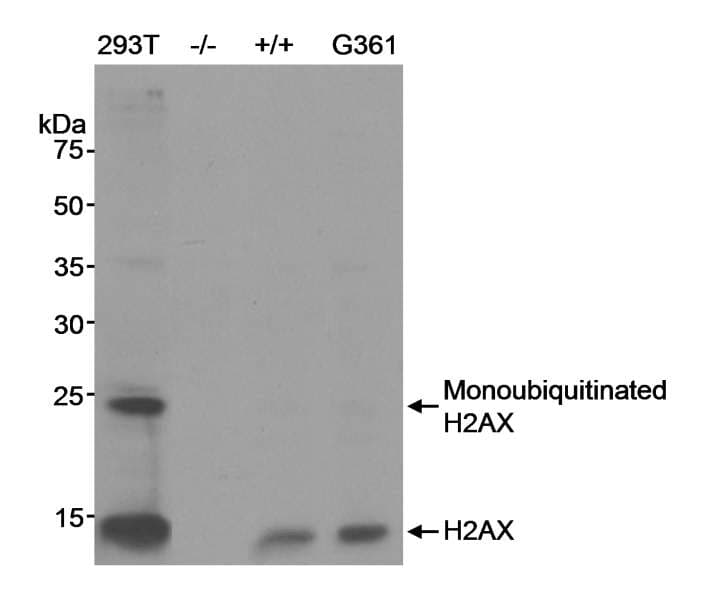 H2AFX / H2AX Antibody (C-Terminus)