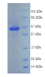 Mouse SERPINE1 / PAI-1 Protein (Recombinant His)