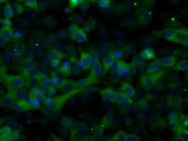ERIC-1 / TACC3 Antibody (clone OTI8F6, Carrier-free)