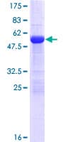 Human SRSF1 / SF2 Protein (Recombinant GST)