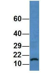 HIST1H3A Antibody (aa5-54)