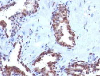 CCNB1 / Cyclin B1 Antibody (clone BCLB1-1, Azide-free, BSA-free)