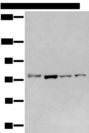 GCLC Antibody