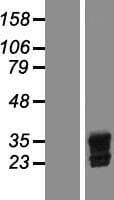 BIRC7 / Livin Protein (Over-Expression Lysate Myc-DDK (Flag))