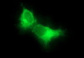 CD22 Antibody (clone OTI1F12)