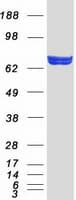 Human DARS2 Protein (Recombinant Myc-DDK (Flag))
