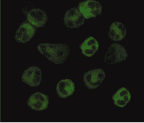 Monoclonal Mouse anti-Human FPR1 / FPR Antibody (clone NFPRb, IF, WB)