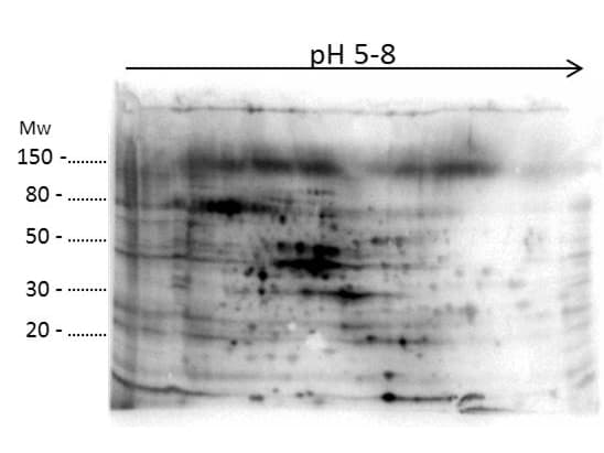 E. coli / Escherichia coli Antibody