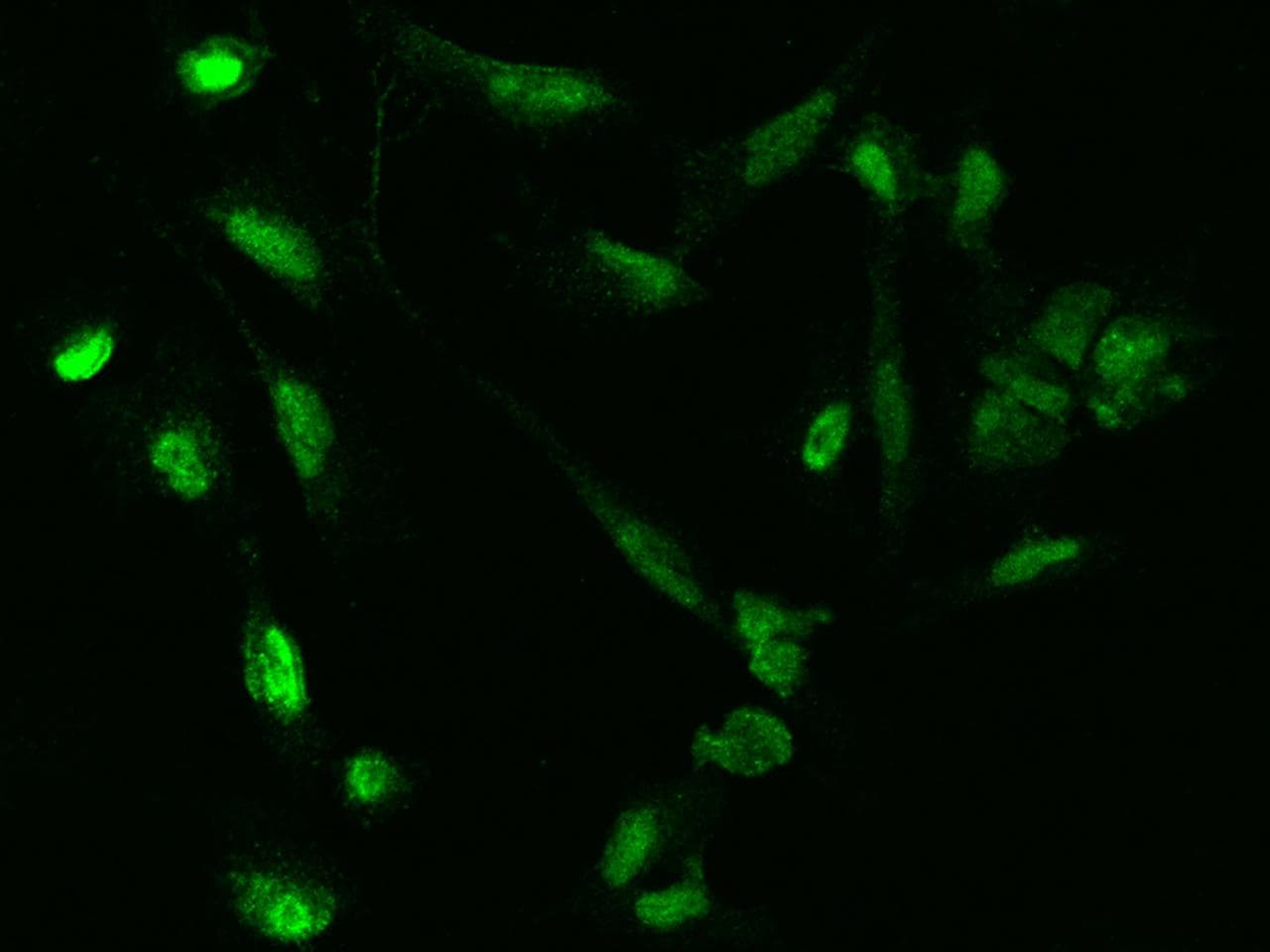 Polyclonal Rabbit anti-Human RANBP3 Antibody (IHC, IF, WB)