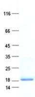 Human GABARAPL1 / ATG8 Protein (Recombinant His, N-Terminal)