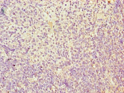 Polyclonal Rabbit anti-Human TMEM184C Antibody (IHC)