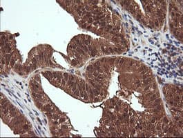 NDOR1 Antibody (clone OTI1E3)