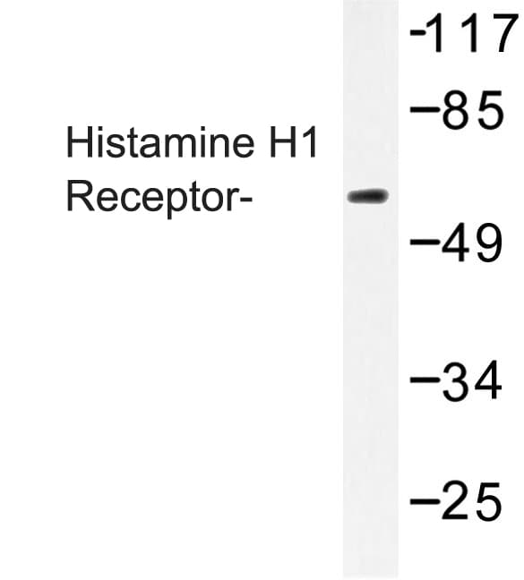 HRH1 / Histamine H1 Receptor Antibody (Lys179)
