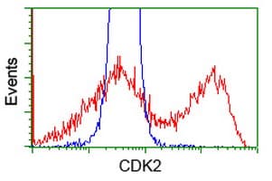 CDK2 Antibody (clone OTI2A5)