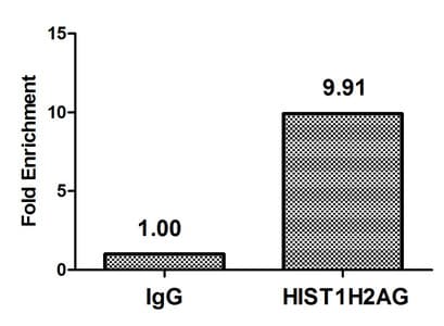 HIST1H2AI Antibody