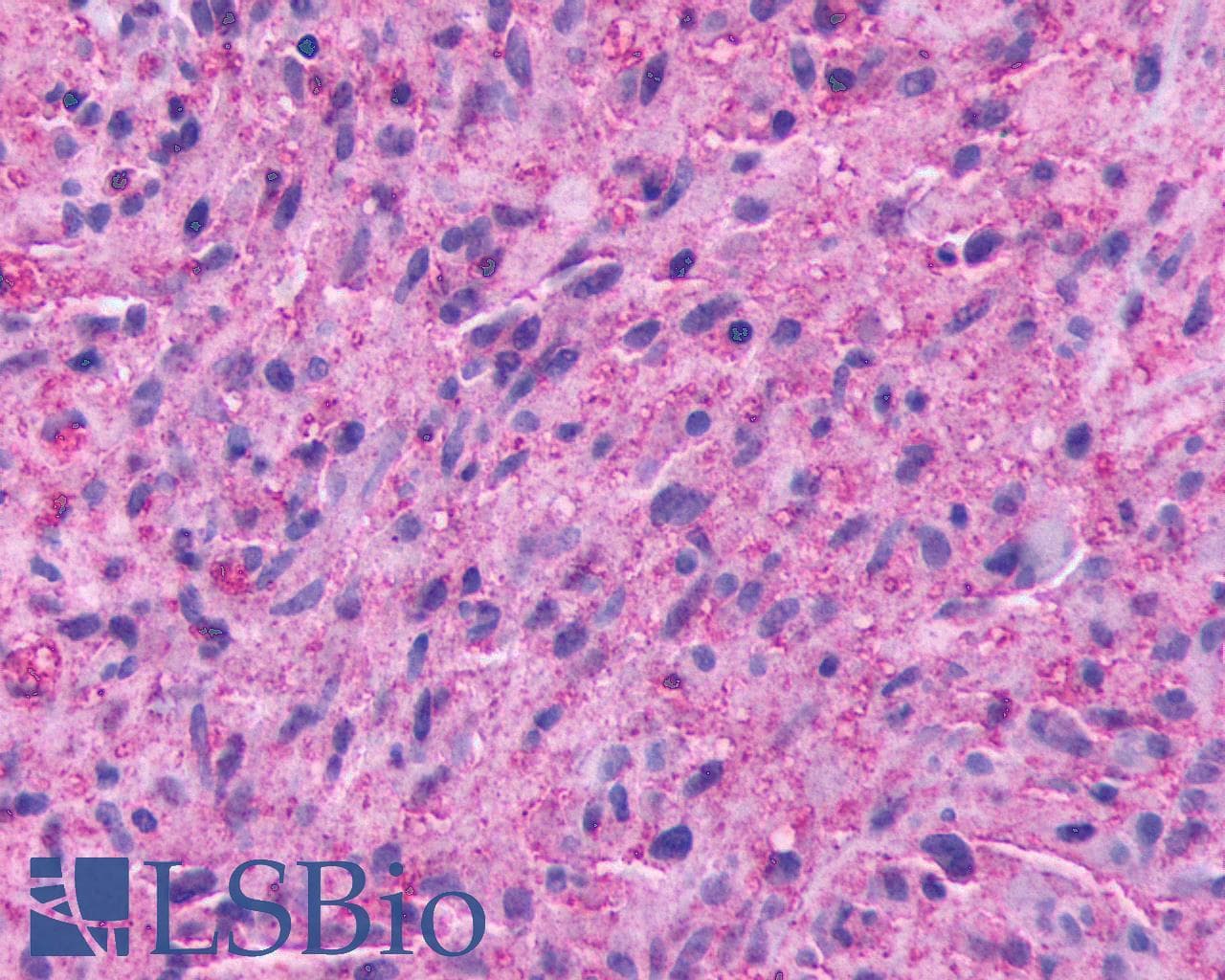 PathPlus™ Polyclonal Rabbit anti-Human GPR137B Antibody (C-Terminus, IHC)