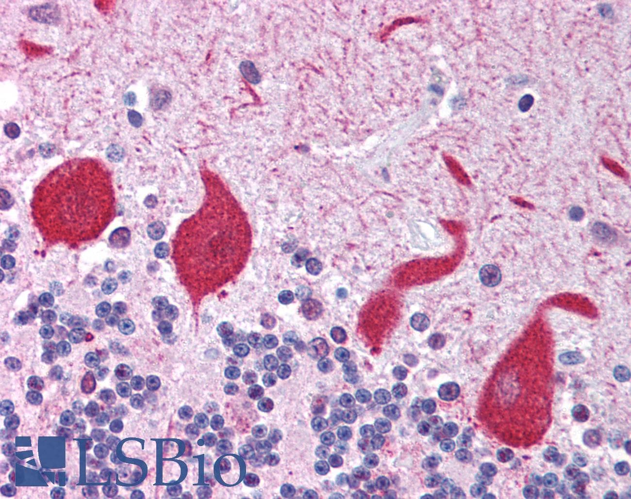 IHC-plus™ TLR10 Antibody