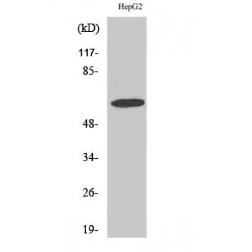 Polyclonal Rabbit anti-Human GABRA4 Antibody (50-130 aa, Internal, WB)