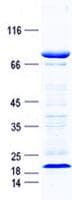 Human C9orf43 Protein (Recombinant GST, N-terminus + His, C-terminus)