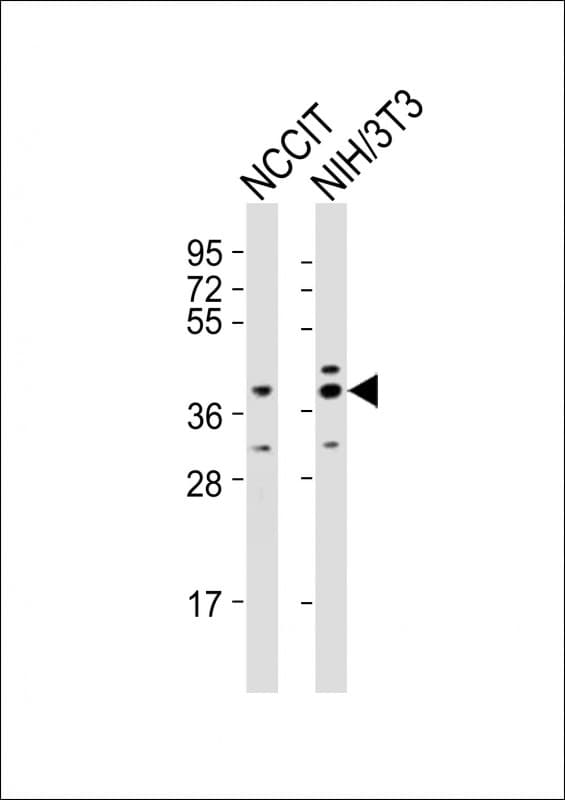 Polyclonal Rabbit anti-Mouse RNF2 / RING2 / RING1B Antibody (aa165-199, WB)
