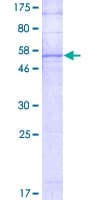 Human YIF1B Protein (Recombinant GST)