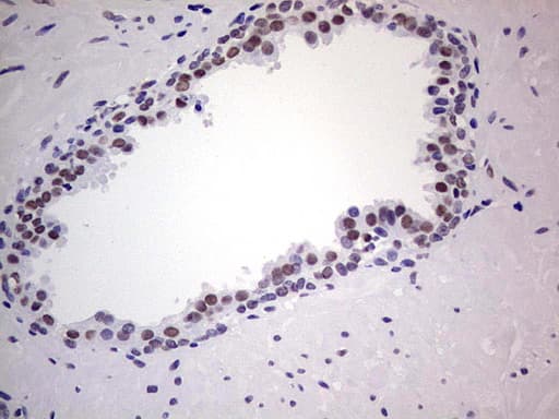 NKX3-1 Antibody (clone OTI6D1)