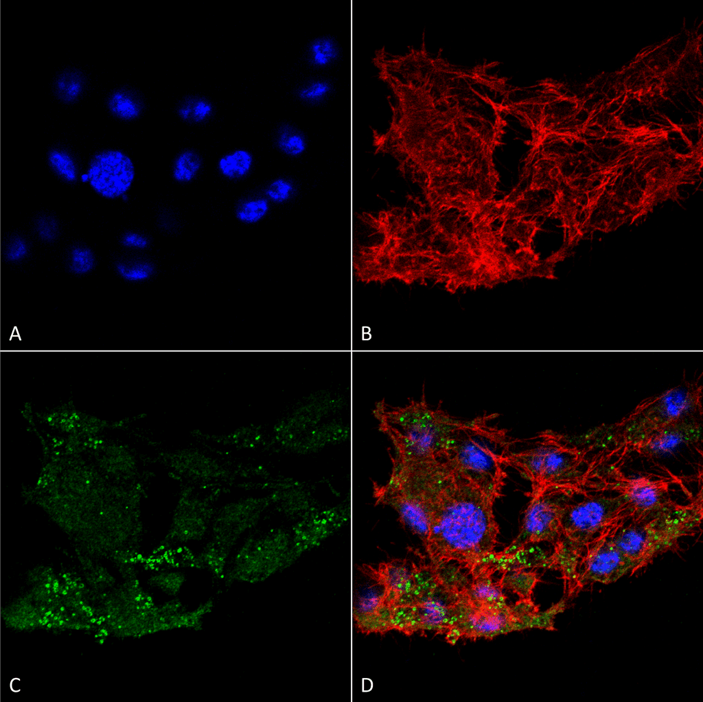 Apg7 / ATG7 Antibody (PerCP)