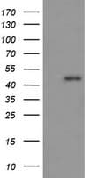 RASSF8 Antibody (clone OTI3F7)