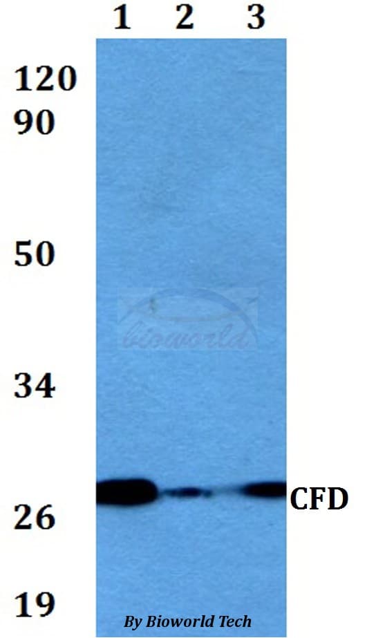 CFD / Factor D / Adipsin Antibody