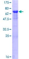 Human PPP1R7 Protein (Recombinant GST)