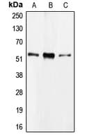 CDC20 Antibody (Internal)