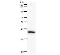 HDLBP / Vigilin Antibody (clone 2404C3a)