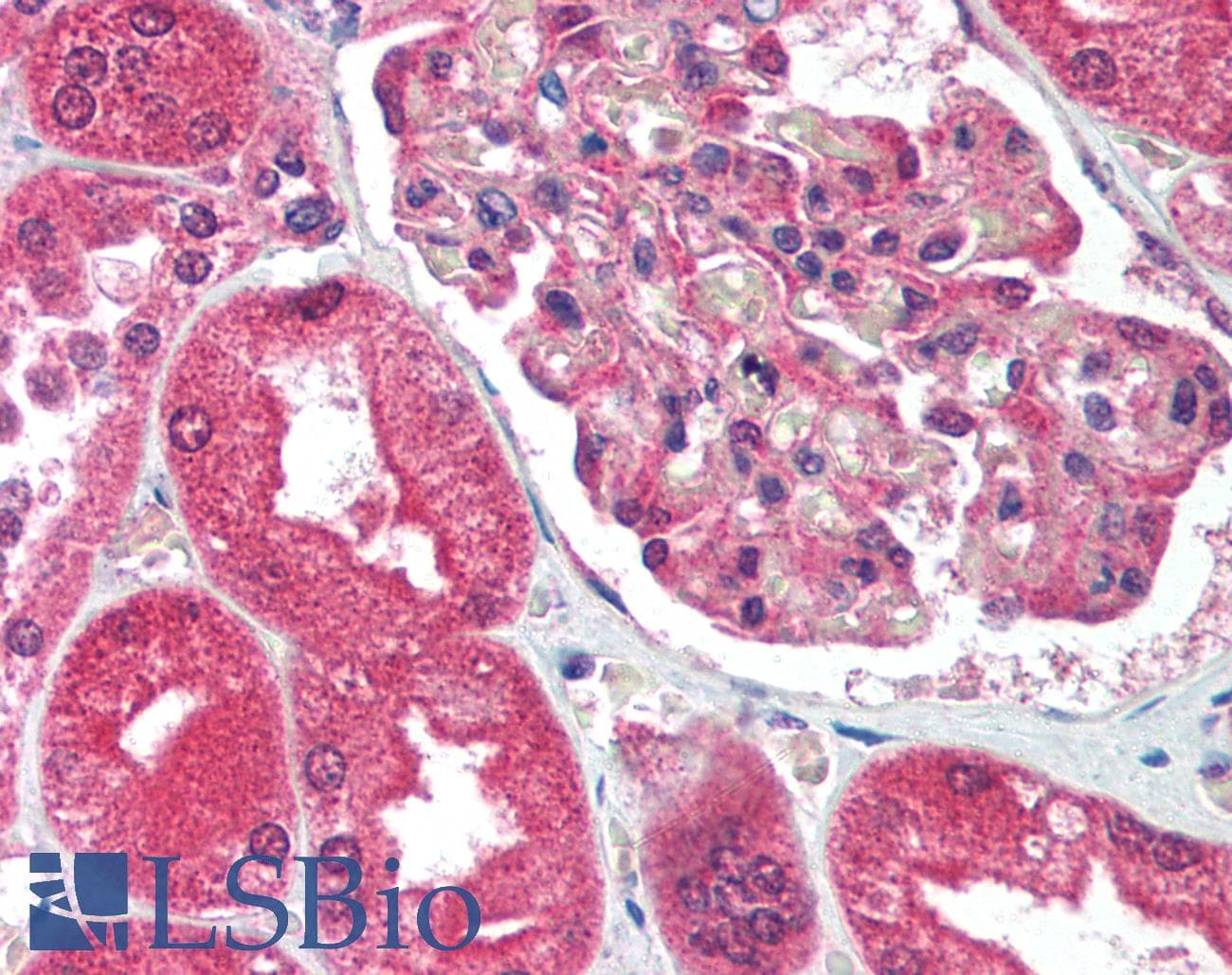 IHC-plus™ ATF2 Antibody (Thr51)