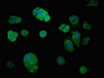 USP7 / HAUSP Antibody