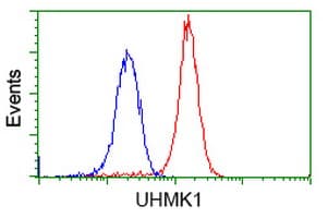 UHMK1 / KIS Antibody (clone OTI2D3)