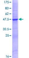 Human RNASE11 Protein (Recombinant GST)