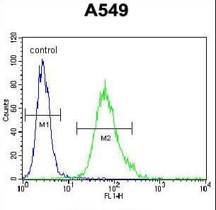 SCEL Antibody (aa260-289)