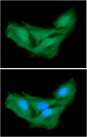 ASNA1 Antibody (clone AT2A1)
