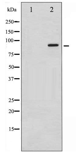 KCNB1 / Kv2.1 Antibody (phospho-Ser805)