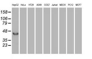 FGF2 / Basic FGF Antibody (clone OTI2H11)
