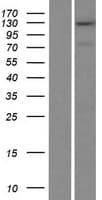 TRAPPC11 Protein (Over-Expression Lysate Myc-DDK (Flag))