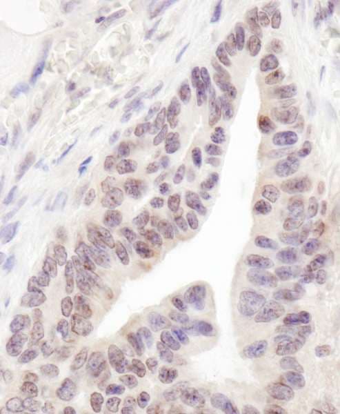 RBM12 Antibody (aa882-932)