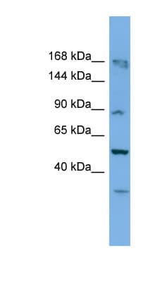 Polyclonal Rabbit anti-Mouse TAF1C Antibody (aa701-750, WB)