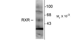 RXRG Antibody