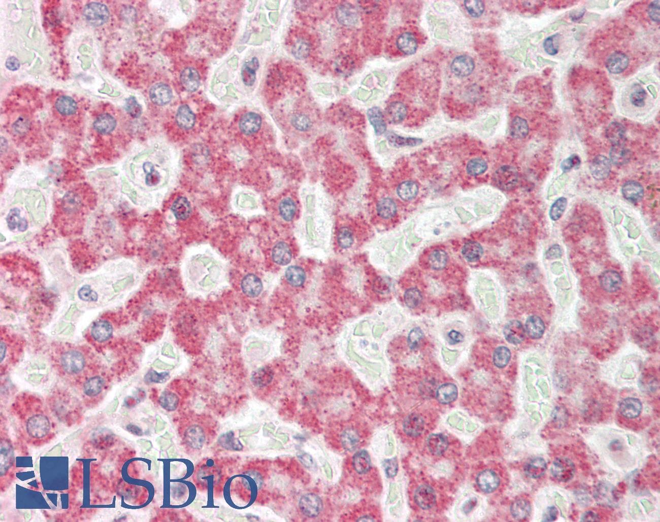 FDXR Antibody (aa254-303)